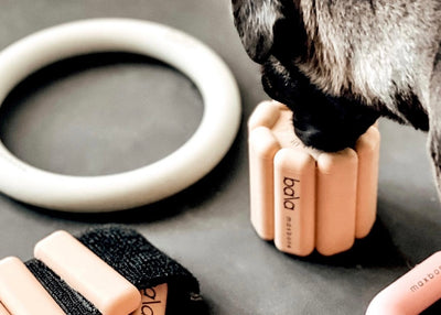 Most Loved Pet Toys For Dog Moms With Neutral Homes