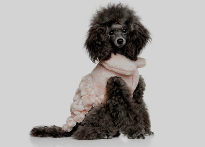 Pup Street Style Inspired By NYFW ‘22