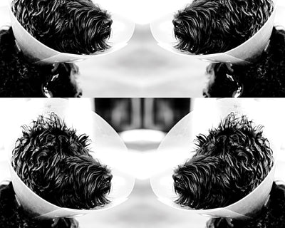 Spaying & Neutering Littermates: What to Expect With Double Dogs