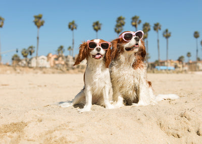 L&C Go Behind The Brand With CAVOLOGY