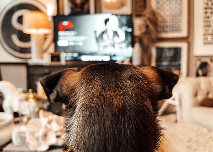 14 Movies To Stream With Your Dog This Fall And Winter