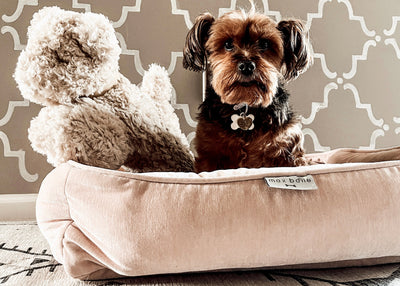 Chic Dog Beds That Match Your Aesthetic (and Pamper Your Pup)