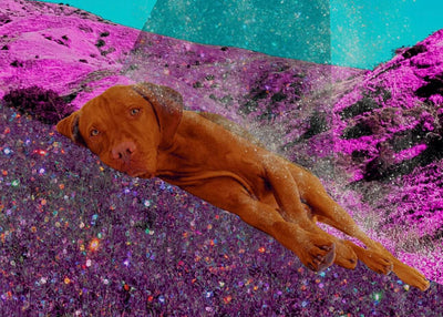 7 Ways to Burn Off Your Dog’s Energy Indoors (Without Losing It Yourself)