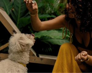 Curly haired woman sitting on a lounge chair in front of palm leaves holds a treat over a white terrier dog.