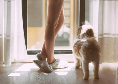 How to Potty Train Multiple Puppies Without Losing Your Mind (or Rug)