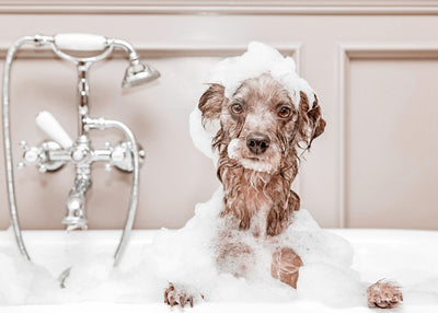5 Healthy Dog Shampoos To Buy Online Or DIY