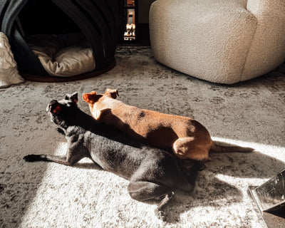 Should Littermate Puppies Sleep Separately? What Dog Moms Should Know