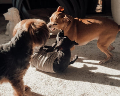 How To Work From Home With Multiple Dogs (Without Losing Your Mind or Your Job)