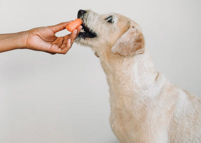 Can My Dog Eat That? [8 Tasty Treats You Can Share With Your Dog]