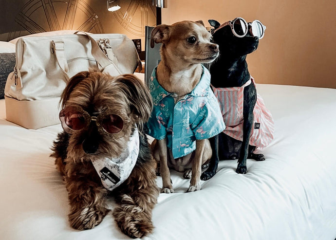Pet-Friendly Travel [The Most Dog Friendly Hotel In Atlanta]