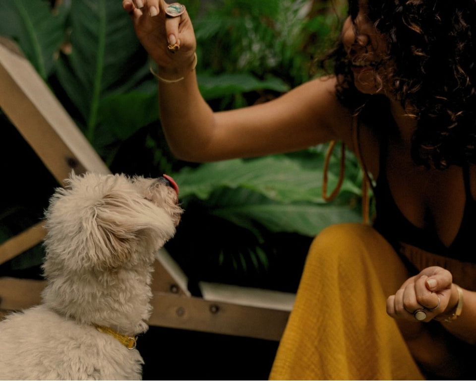 Curly haired woman sitting on a lounge chair in front of palm leaves holds a treat over a white terrier dog.