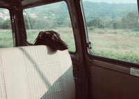 A black site hound stares out the window of a classic English car at the countryside 