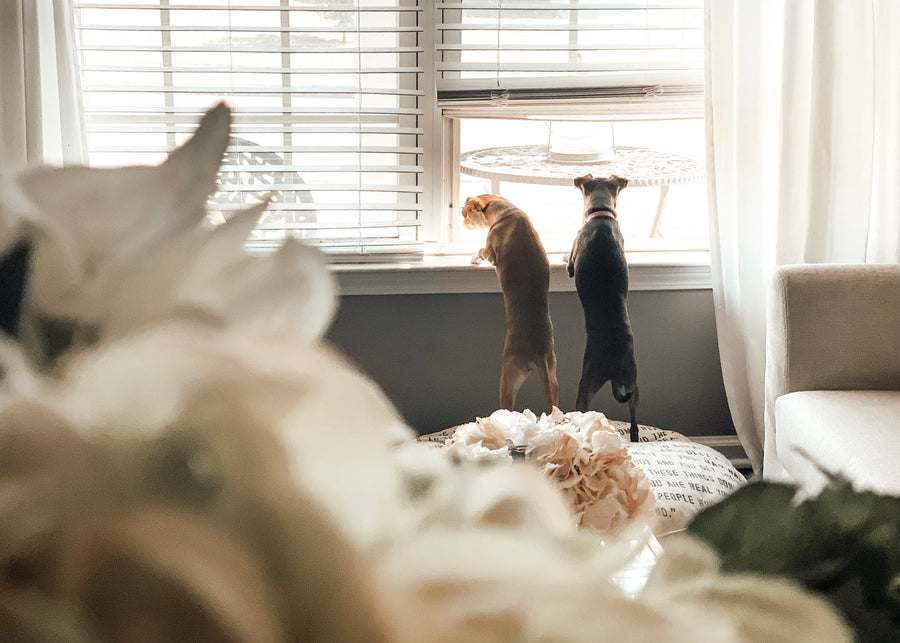 Two littermate dogs looking out the window