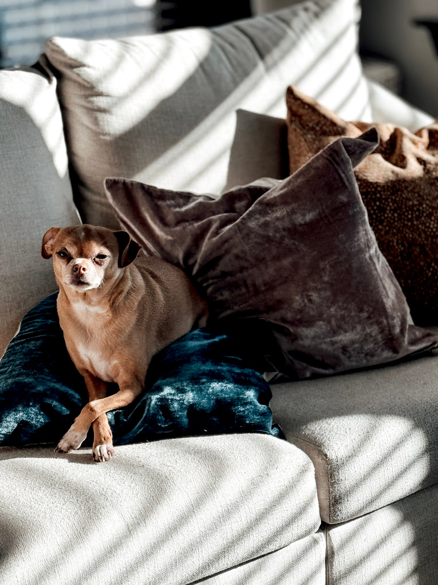 A calm dog-friendly home setting