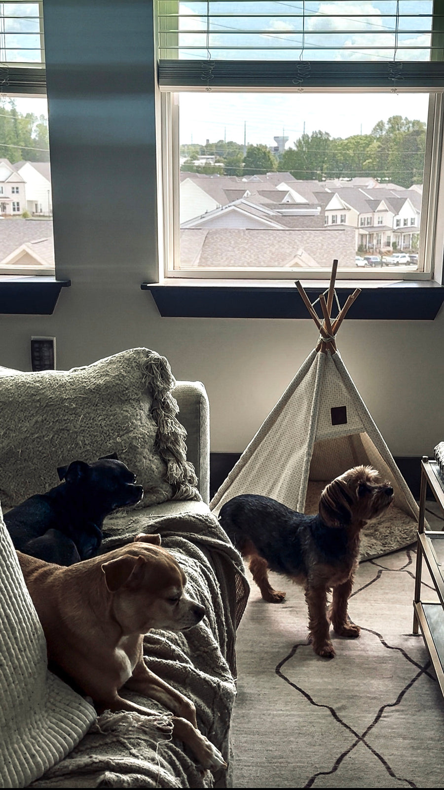 Three dogs relaxing at home